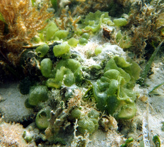 Dictyosphaeria cavernosa
