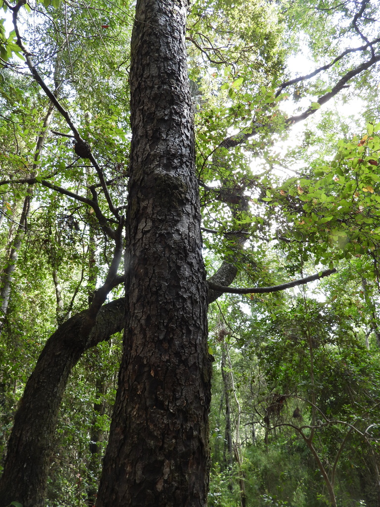 Patagonian oak from Concepcion, Bío Bío, Chile on February 23, 2022 at ...