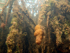 Ecteinascidia turbinata