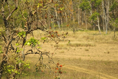 Merops leschenaulti