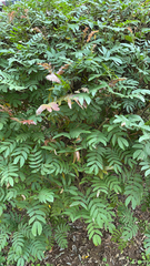 Calliandra haematocephala