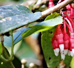 Psammisia penduliflora