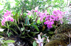 Cattleya labiata