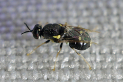 Caloparyphus tetraspilus