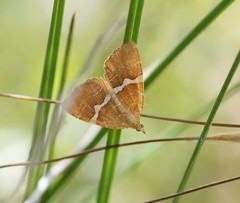Chrysolarentia leucozona