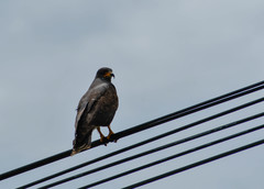 Rostrhamus sociabilis