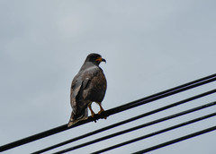 Rostrhamus sociabilis