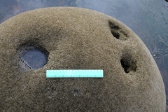 Dodecaceria fewkesi