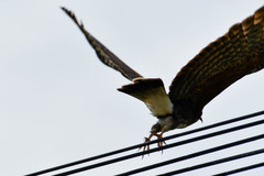 Rostrhamus sociabilis