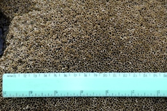 Dodecaceria fewkesi