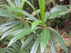 Allamanda weberbaueri