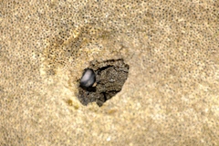 Dodecaceria fewkesi