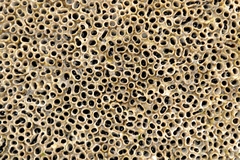 Dodecaceria fewkesi
