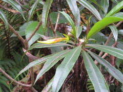 Allamanda weberbaueri