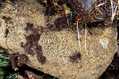 Dodecaceria fewkesi