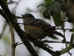 Knipolegus aterrimus