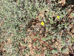 Lessingia germanorum