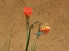 Elliotomyia chionogaster