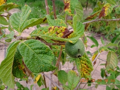 Tocoyena formosa