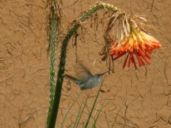 Elliotomyia chionogaster