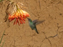 Elliotomyia chionogaster