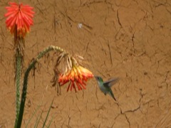 Elliotomyia chionogaster