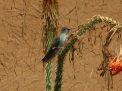 Elliotomyia chionogaster