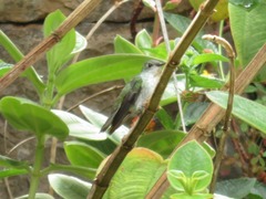 Elliotomyia chionogaster