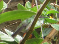 Elliotomyia chionogaster