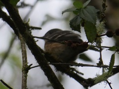 Knipolegus aterrimus