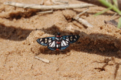 Abantis zambesiaca
