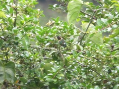 Chaetocercus mulsant