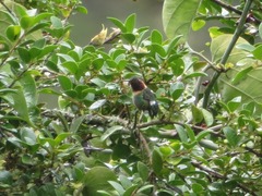 Chaetocercus mulsant