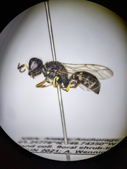 Ectemnius ruficornis