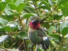 Chaetocercus mulsant