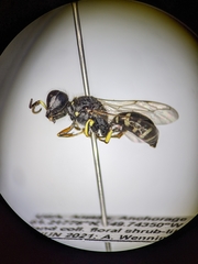 Ectemnius ruficornis