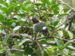 Chaetocercus mulsant