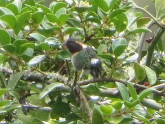 Chaetocercus mulsant