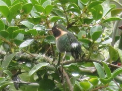 Chaetocercus mulsant