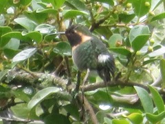 Chaetocercus mulsant