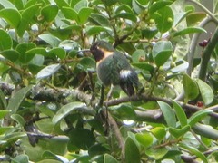 Chaetocercus mulsant