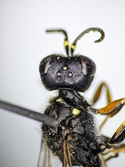 Ectemnius ruficornis