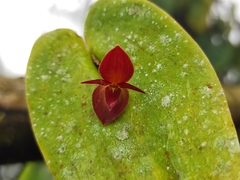 Pleurothallis cardiothallis