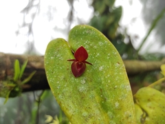 Pleurothallis cardiothallis