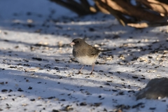 Junco hyemalis