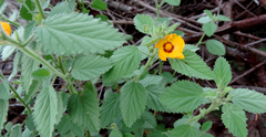 Sida galheirensis