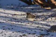 Junco hyemalis