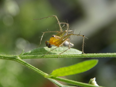 Oxyopes birmanicus