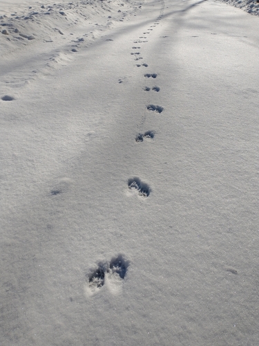Common Raccoon photographed in Vermont