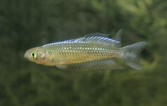 Rhadinocentrus ornatus